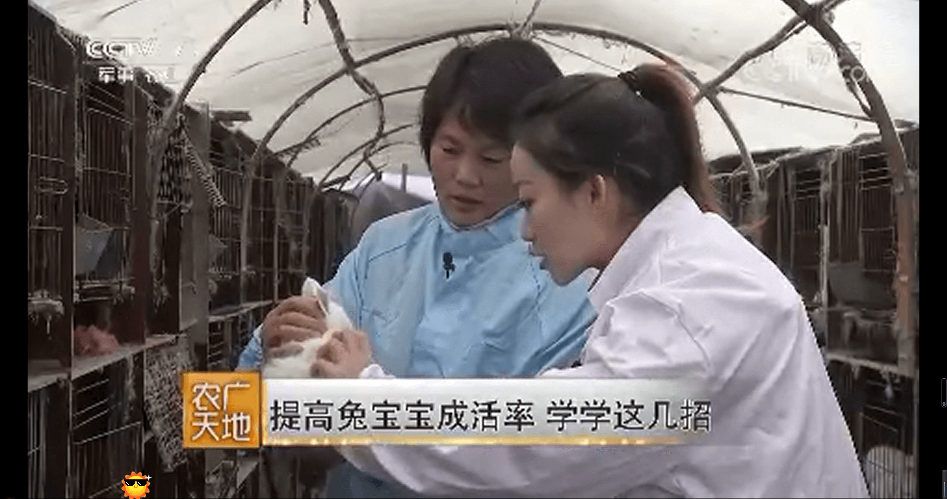 網(wǎng)絡電視臺-[農(nóng)廣天地]提高兔寶寶成活率 學學這幾招 