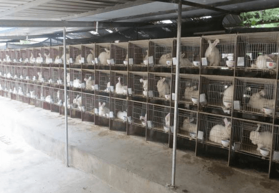 大量蒙陰長毛兔飼養(yǎng)的注意事項(xiàng)都有哪些方面？