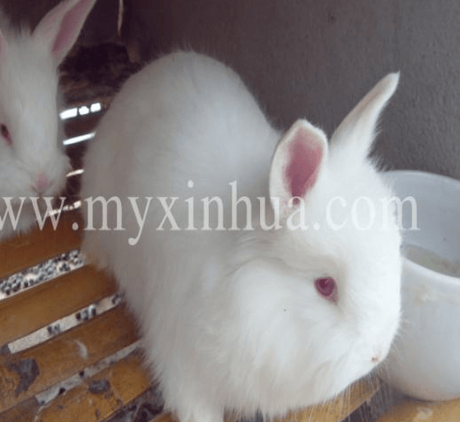 安哥拉兔兔毛如何去保存呢？