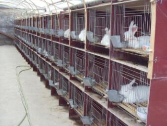 巨型安哥拉兔一只？怎么養(yǎng)？