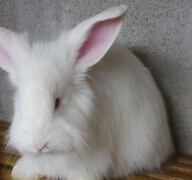 如何預(yù)防蒙陰長毛兔飼料霉變？