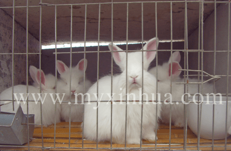 長毛兔養(yǎng)殖過程中需要注意的細(xì)節(jié)