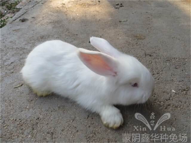 安哥拉長(zhǎng)毛兔剪毛的方法及流程！