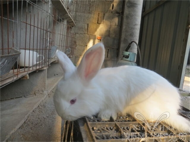 長毛兔吃什么飼料毛長得快？