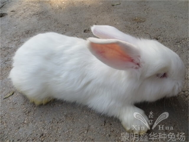 養(yǎng)長毛兔需要做哪些管理？
