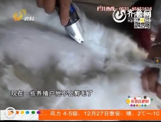 長(zhǎng)毛兔選擇散養(yǎng)會(huì)面臨什么問題？