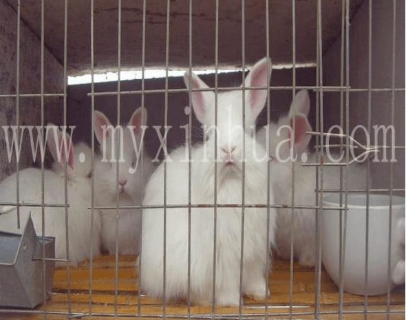 養(yǎng)殖兔子選擇青粗飼料有什么要求遵守？