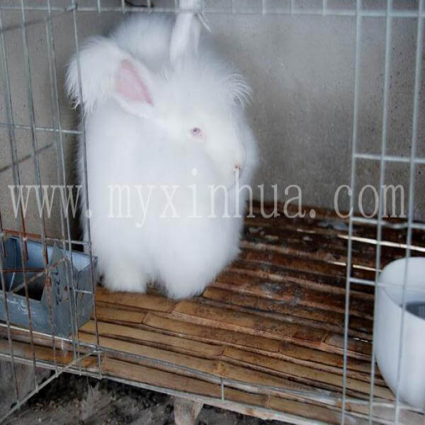 長(zhǎng)毛兔子的特征以及主要品種介紹