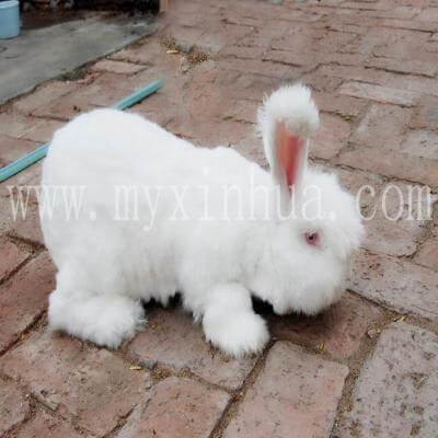 安哥拉兔飼養(yǎng)常見問題答疑