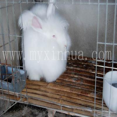 兔舍怎么建造對(duì)兔子養(yǎng)殖好呢？