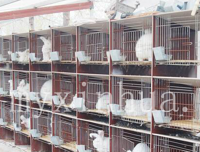 養(yǎng)殖長毛兔你必須掌握哪些知識？