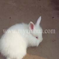 霉變飼料嚴禁用來喂養(yǎng)長毛兔