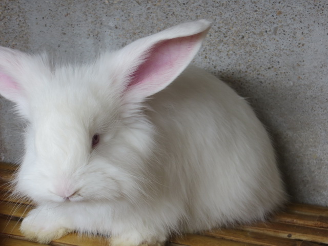 長毛兔的生物習(xí)性是怎么樣的？