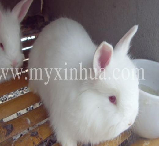 如何繁殖長(zhǎng)毛兔？ 你要注意什么