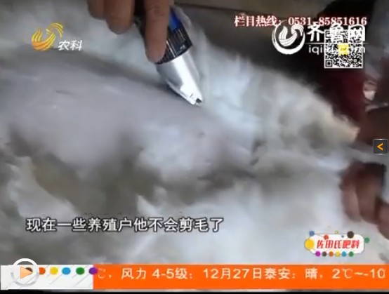 在冬季和夏季，長(zhǎng)毛兔和家兔都有不同的處理方法。